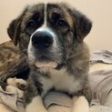 秋田犬✖️セントバーナードミックス「Runa」