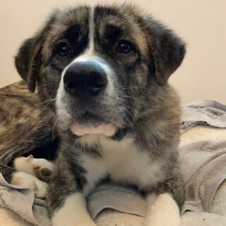 秋田犬✖️セントバーナードミックス「Runa」