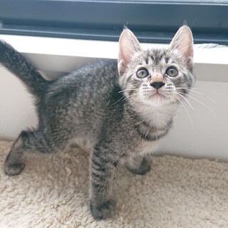 ※おうち決定※生後2ヶ月のとっても可愛い女の子