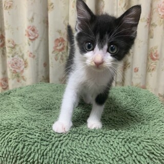 ありがとうございました★コトネくん