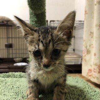 穏やかなキジ虎アデルくん