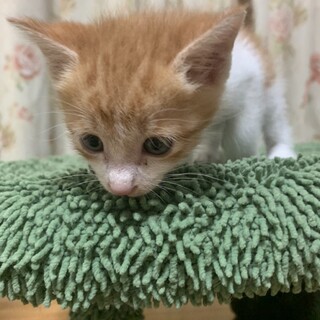 ありがとうございました★甘えん坊のステラくん