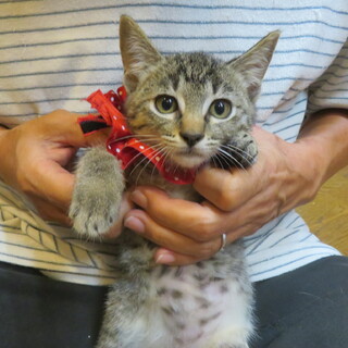 再募集！激かわ姉妹・けやきちゃん、1匹でもOK