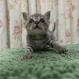 ありがとうございました★キジ虎ミラちゃん