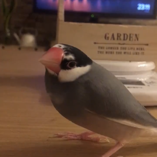 手乗り桜文鳥の里親募集(性別不明2歳4ヶ月)