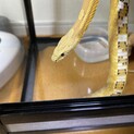 コーンスネイクのコマくん