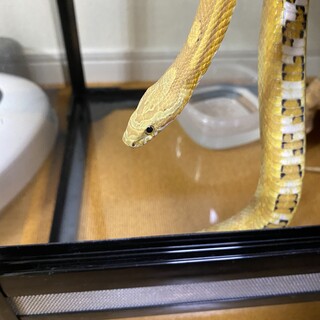 コーンスネイクのコマくん