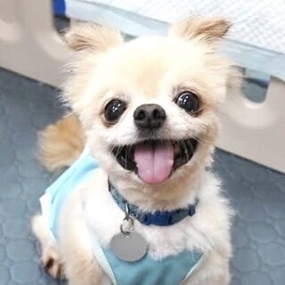 小っちゃいライオンちゃんみたいなチワワの男の子♡