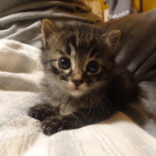 やんちゃで甘えん坊なボンちゃん