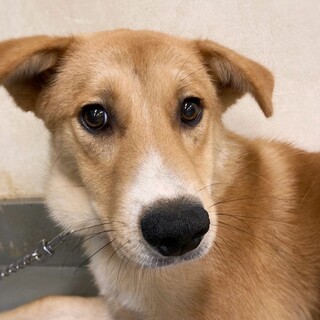 美男子わんこ シュルくん 1歳未満