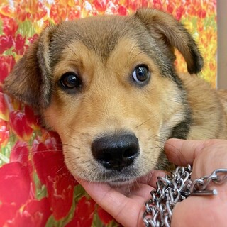 ひらひらお耳の からとくん 5ヶ月