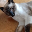 少しシャイな☆シャムミックス