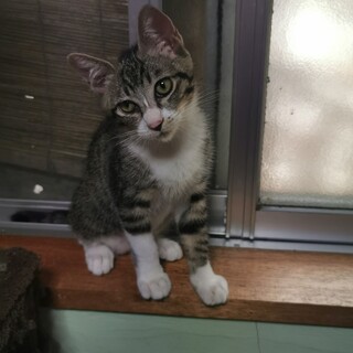 幸せを呼ぶカギ尻尾の沖縄っ子ロミオ君♣