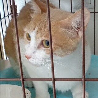 ミルクティー色の人懐こい成猫ちゃん