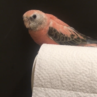 【ご応募多数の為、一旦応募を休止しております】