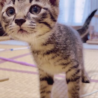 キジ猫すずちゃん❣❣