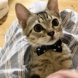甘えん坊で食いしん坊ｷｼﾞﾄﾗ子猫のミュウちゃん