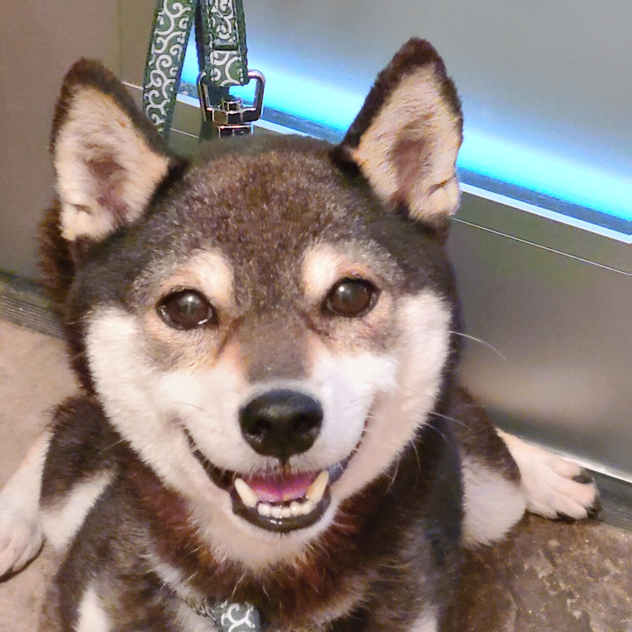 お利口さんです黒柴 埼玉県 犬の里親募集 ペットのおうち 月間利用者150万人