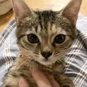おっとり甘えん坊のｷｼﾞﾄﾗ小柄子猫のプリンちゃん
