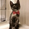 控えめな性格のサビ柄の子猫のタネちゃん サムネイル2