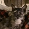 控えめな性格のサビ柄の子猫のタネちゃん サムネイル4