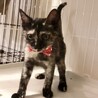 控えめな性格のサビ柄の子猫のタネちゃん サムネイル6