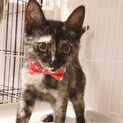 控えめな性格のサビ柄の子猫のタネちゃん