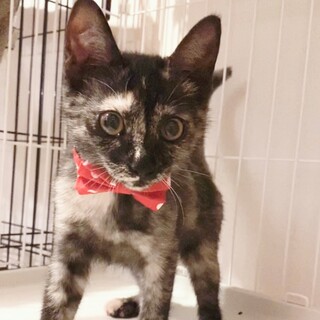 控えめな性格のサビ柄の子猫のタネちゃん