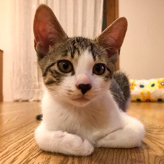 【8/28⭐️堺東にて譲渡会】参加猫むくくん