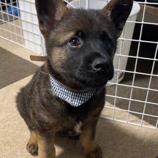 【募集停止】元気いっぱい3兄弟長男アルです