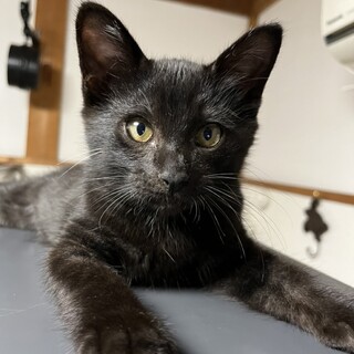 黒ねこシマ柄2ヶ月の男の子