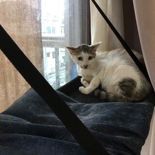 メス 1歳 出産経験あり