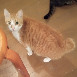 茶トラのイケメン♡さとしくん《7/24譲渡会参加》
