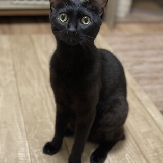 怪我で断尾手術をした1才男の子