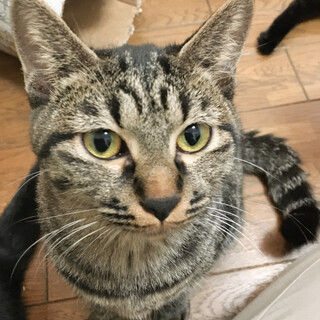 【1/28⭐堺東にて譲渡会】参加猫小麦ちゃん