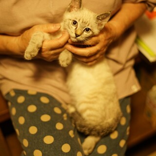 ベージュ系シャム風こねこ