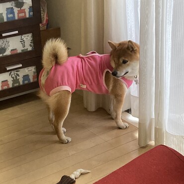 手術が終わってから数日後、やっと元気が出てきました！