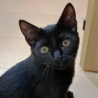 スリスリゴロゴロの甘えん坊★ジジ君