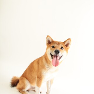 柴犬3歳　里親さん募集中です。