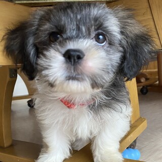 シーズーマルチミックスのアビーちゃん