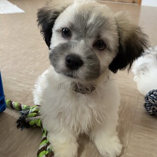 4/1生まれのシーズーマルチミックス