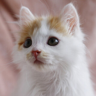 募集一時停止　❤️半長毛系茶白ケンタ