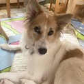 《募集停止》宮古島から来たルーシー