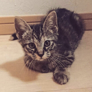 【7/24⭐️堺東にて譲渡会】参加猫ちび子ちゃん