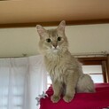 小柄でかわいい、フォーンのソマリ