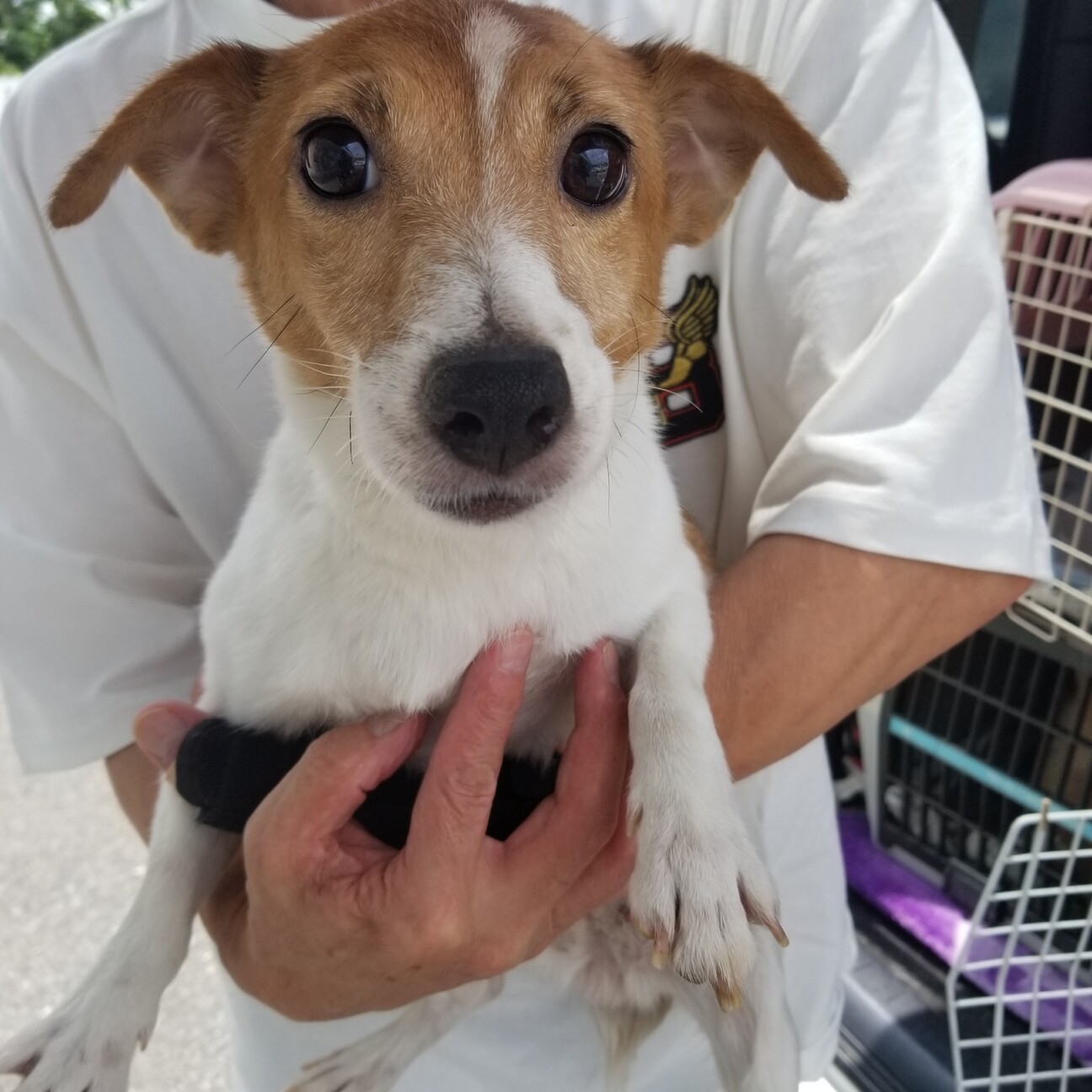 ジャックラッセルテリア 兵庫県 犬の里親募集 ペットのおうち 月間利用者150万人