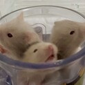 ふわふわのダヴカラーの子です。
