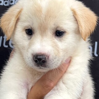 22-W455　可愛すぎる仔犬姫♪