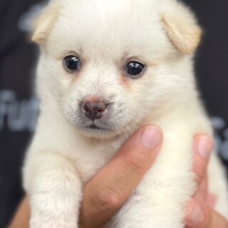 22-W458　小さな小さな仔犬ちゃん♪