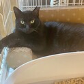 寂しがりやの黒猫ちゃん♪キャリアでも幸せになりたい